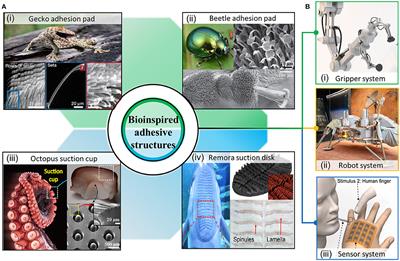 Frontiers | Applications of Bioinspired Reversible Dry and Wet 